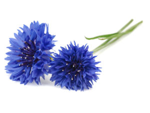 OW Cornflowers